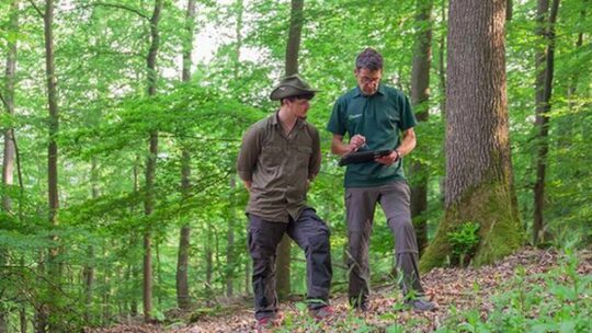 FSC: Waldschutz Verbrauchern wichtig