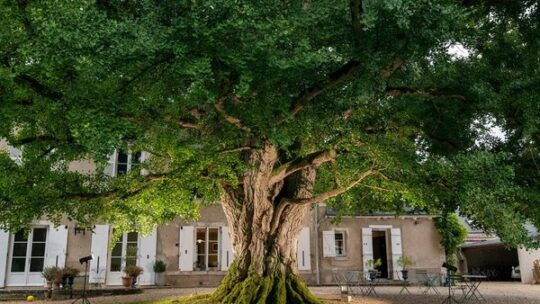 Die schönsten Bäume Frankreichs