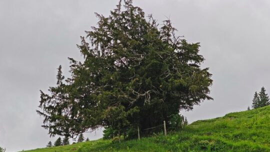 Die Ureibe in Bayern