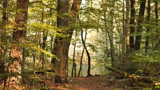 Deutschland feiert seine Buchenwälder