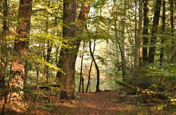 Deutschland feiert seine Buchenwälder
