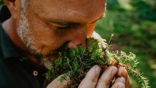 Ostbayern: Gesundheit wächst im Wald