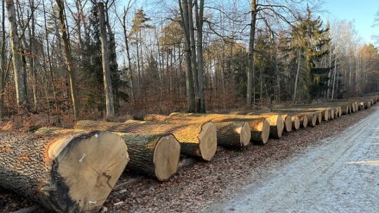 Spitzenstämme aus Sachsen erzielen hohe Preise