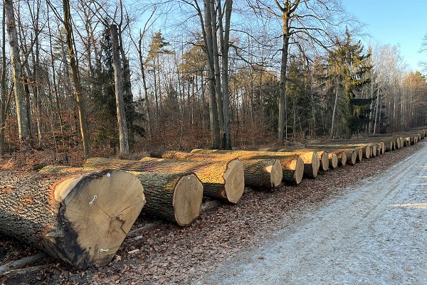 Spitzenstämme aus Sachsen erzielen hohe Preise