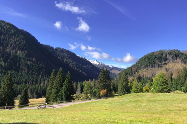 Wo Stradivari sein Holz holte