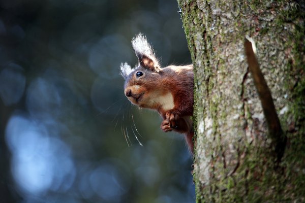 Gartentier 2026: das Eichhörnchen
