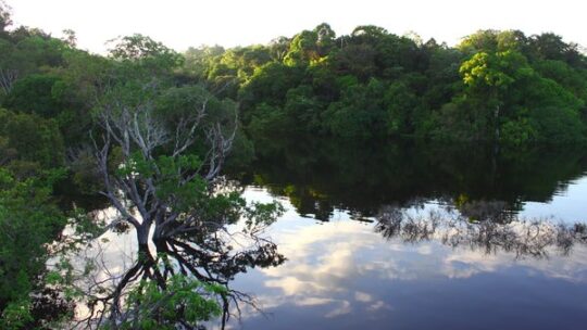 Abholzung senkt Stabilität am Amazonas