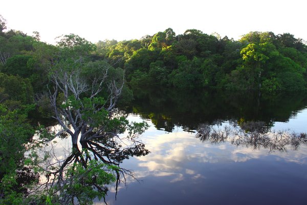 Abholzung senkt Stabilität am Amazonas