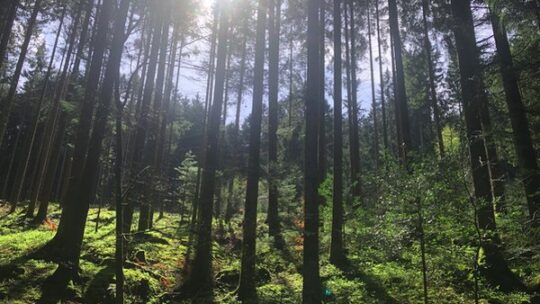 Waldzustand 2025: Noch immer schlecht