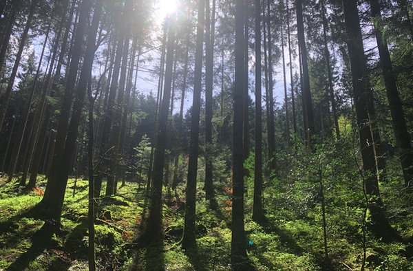 Waldzustand 2025: Noch immer schlecht