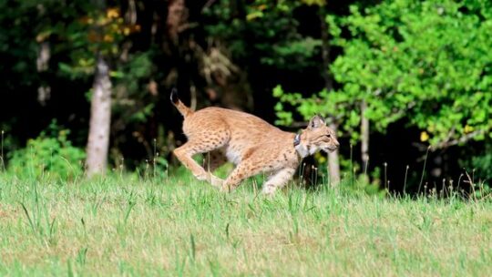 Luchskatze Luna im Schwarzwald ausgewildert