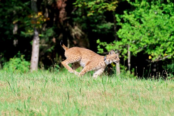 Luchskatze Luna im Schwarzwald ausgewildert