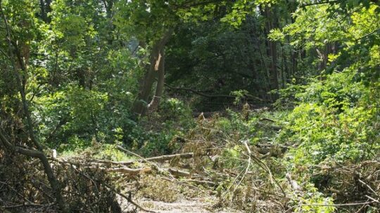 Was im Wald bei einem Unwetter passiert
