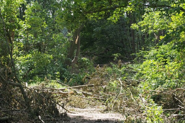 Was im Wald bei einem Unwetter passiert