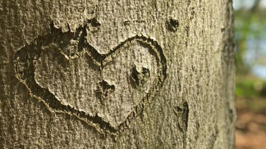 Ausflug ins Grüne: Was man im Wald wissen sollte
