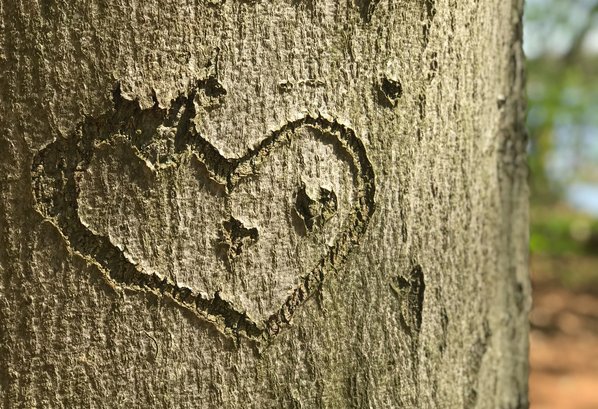 Ausflug ins Grüne: Was man im Wald wissen sollte