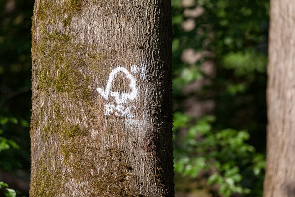 Wald in NRW: nachhaltig, ökologisch, sozial