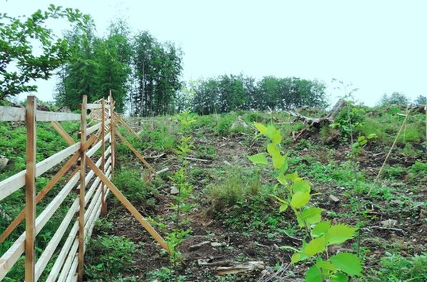 Der „Lavera-Wald“ wächst