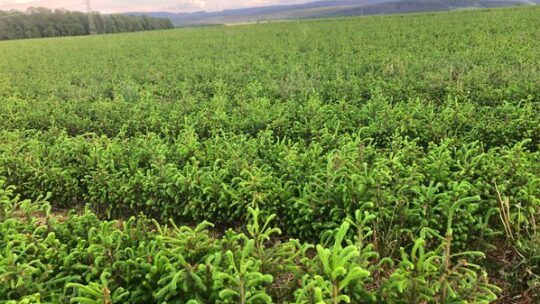 Mega-Wald-Projekt in Dänemark