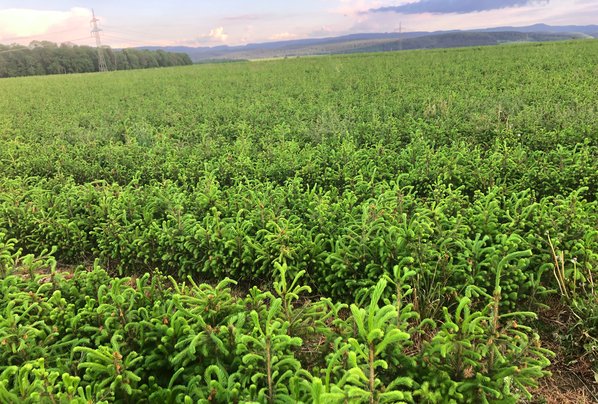 Mega-Wald-Projekt in Dänemark